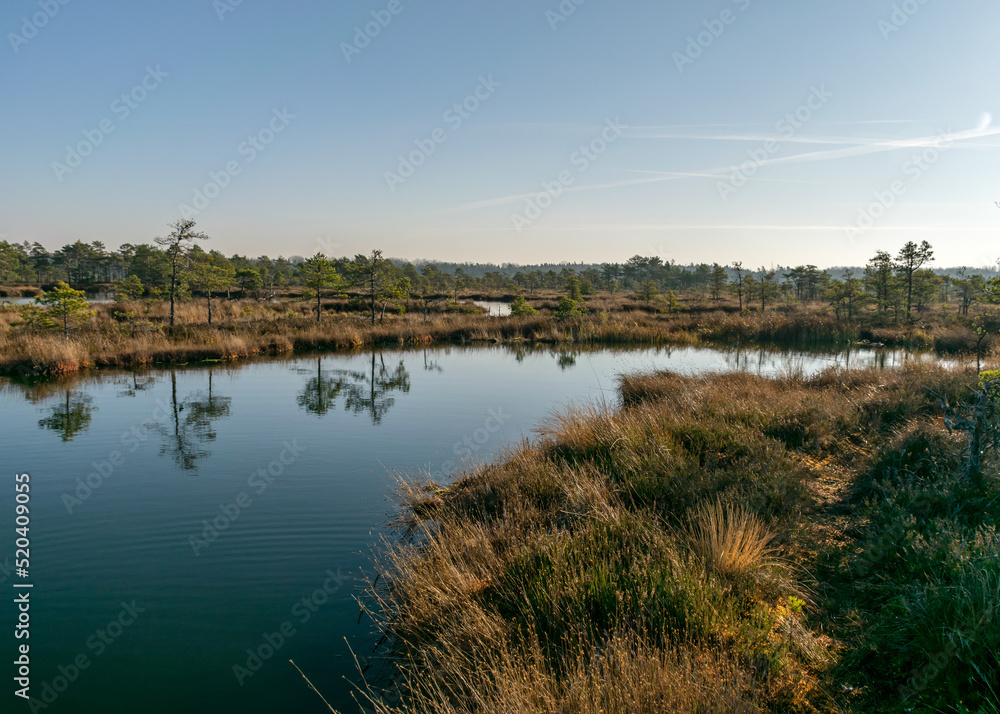 blue sky is reflected in a calm bog lake, small bog pines grow on the lake shore, bog characteristic plants, grass, moss lichens, autumn colors