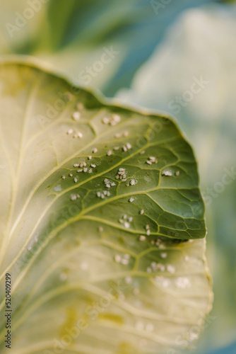 Whitefly Aleyrodes proletella on the cabbage leaf. photo