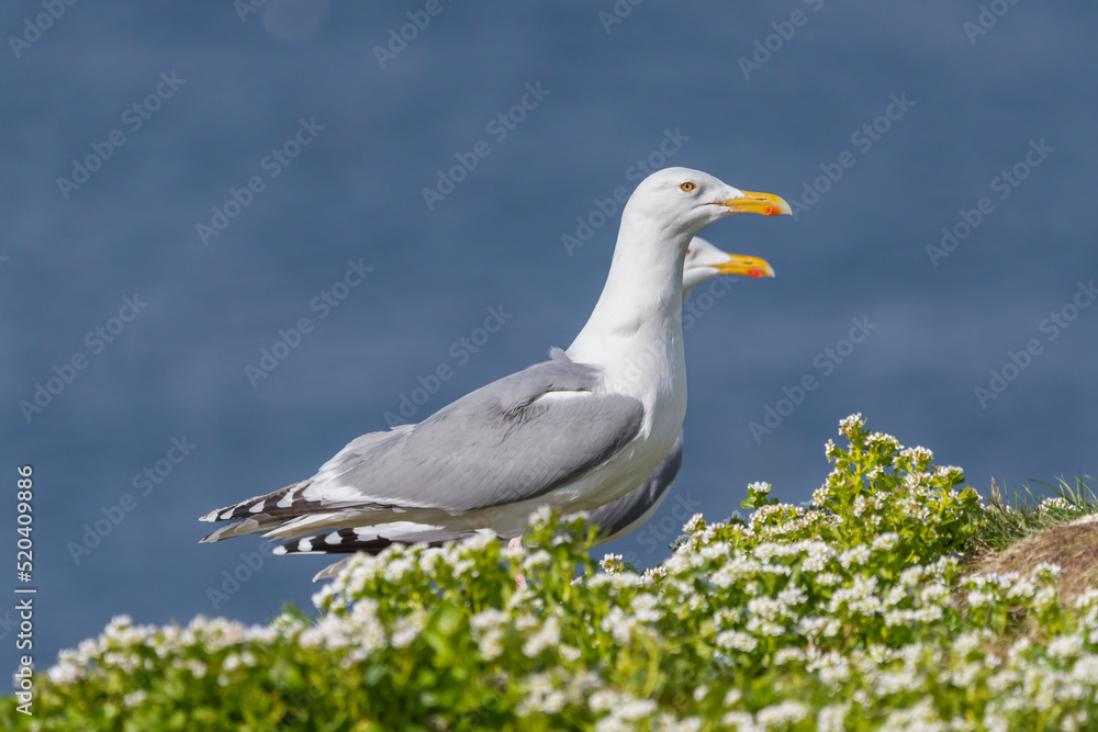 Pair of european herring gulls - Larus argentatus - in green vegetation and with blue water of Barents Sea in background. Photo from Hornoya Island in Norway.
