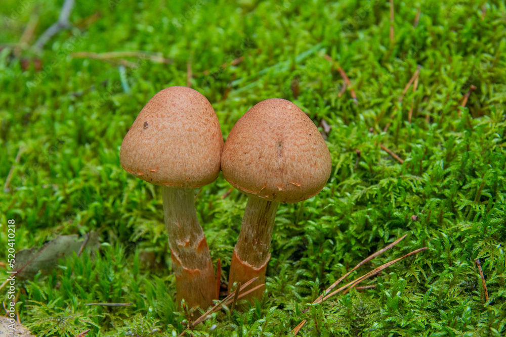 two mushrooms against the background of green moss in the forest two mushrooms against the background of green moss in the forest