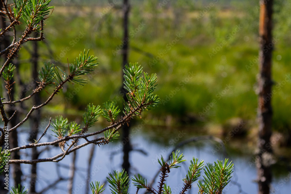 branches with needles on the background of the lake branches with needles on the background of the lake