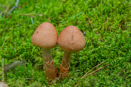 two mushrooms against the background of green moss in the forest