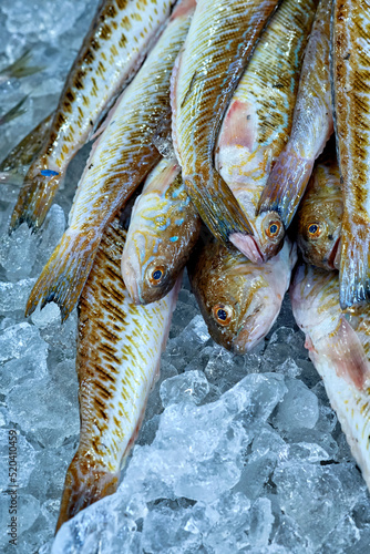 Weevers (or weeverfish) are nine extant species of fishes of family Trachinidae in the setubal market photo