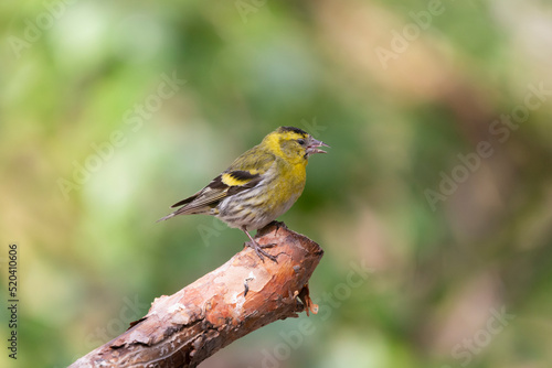 Eurasian siskin - Spinus spinus - perched with green background. Photo from Kaamanen, Lapland in Finland