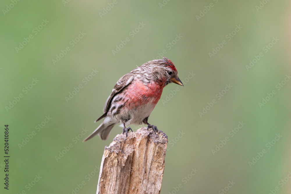 Common redpoll or mealy redpoll - Acanthis flammea - perched with green background. Photo from Kaamanen, Lapland in Finland. Common redpoll or mealy redpoll - Acanthis flammea - perched with green background. Photo from Kaamanen, Lapland in Finland.