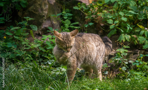 European wild cat, self cleaning by licking its own hand or paw around green field, scientific name Felis silvestris silvestris it is an ancestor of all domestic cats.