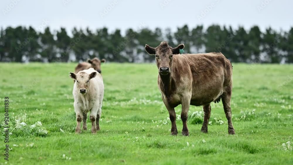 herd of cows, grazing and eating grass in New zealand and Australia herd of cows, grazing and eating grass in New zealand and Australia