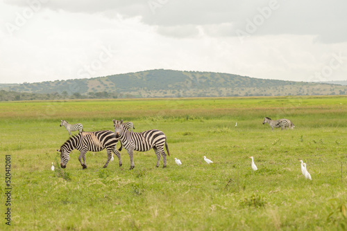 Herd of zebras grazing in a meadow with birds nearby in a national park in Africa