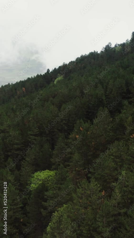 Dense forest on the mountainside. A settlement in the lowlands of valley. Dense forest on the mountainside. A settlement in the lowlands of valley.
