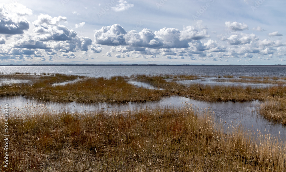flooded lake shore, overgrown with last year's reeds and bushes, bird migration, beautiful cumulus clouds flooded lake shore, overgrown with last year's reeds and bushes, bird migration, beautiful cumulus clouds