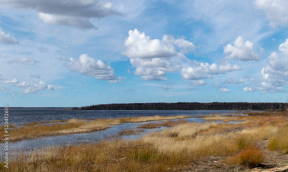 flooded lake shore, overgrown with last year's reeds and bushes, bird migration, beautiful cumulus clouds flooded lake shore, overgrown with last year's reeds and bushes, bird migration, beautiful cumulus clouds