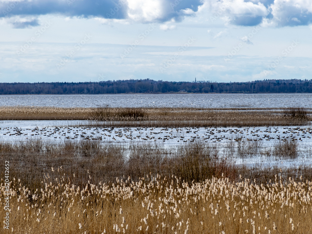 flooded lake shore, overgrown with last year's reeds and bushes, bird migration, beautiful cumulus clouds flooded lake shore, overgrown with last year's reeds and bushes, bird migration, beautiful cumulus clouds