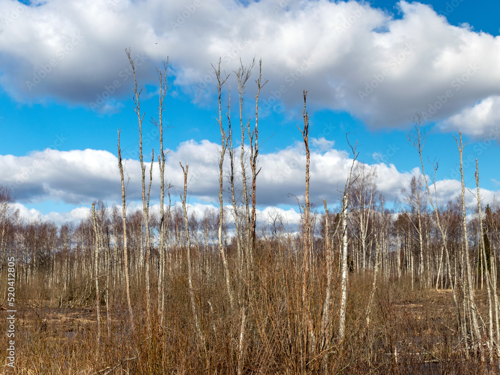 withered birch trunks in swampy water, withered birch trunks in swampy water,