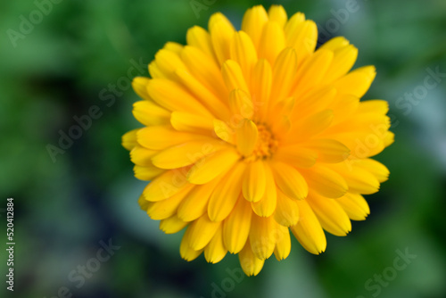 Yellow flowers of Calendula officinalis close-up. Yellow flowers close-up macrophotography.