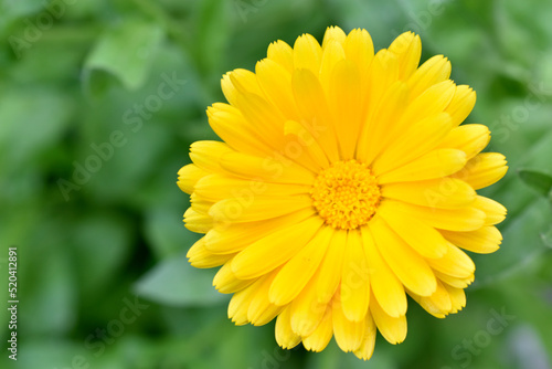 Yellow flowers of Calendula officinalis close-up. Yellow flowers close-up macrophotography.