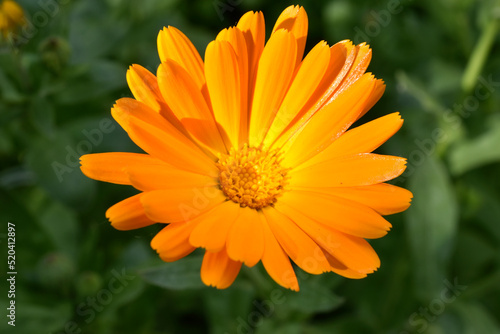 Yellow flowers of Calendula officinalis close-up. Yellow flowers close-up macrophotography.