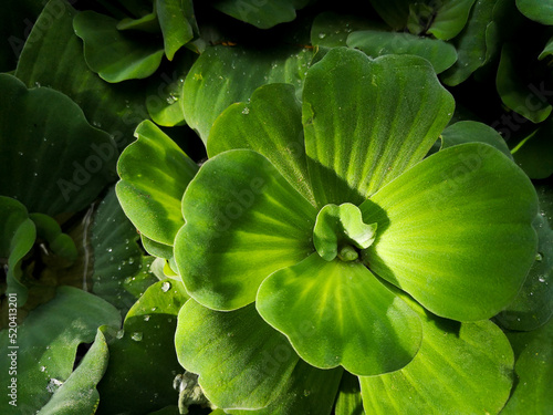Water lettuce (pistia stratiotes) in a pond, also known as water cabbage © Katy E