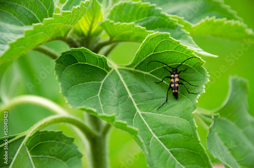 an insect on a leaf of a plant. Beetle on a sunflower leaf. High quality photo