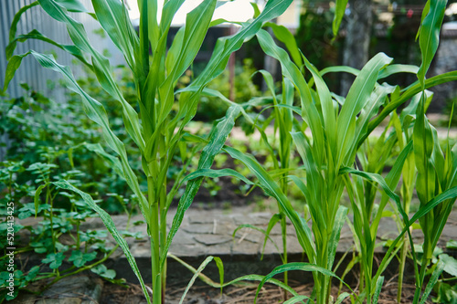 Young corn sprouts grow in rows in the open field. Selective focus. Agricultural crops in the eco farm