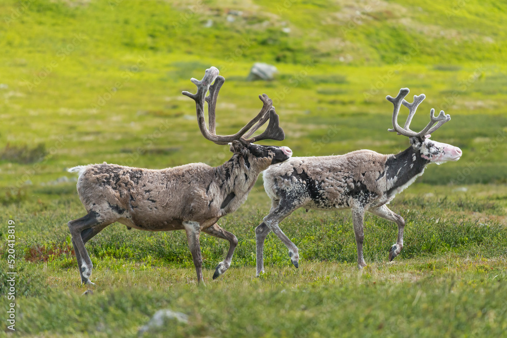 Naklejka premium Reindeers - Rangifer tarandus, walking on green grass in Sonfjället National Park in Sweden.