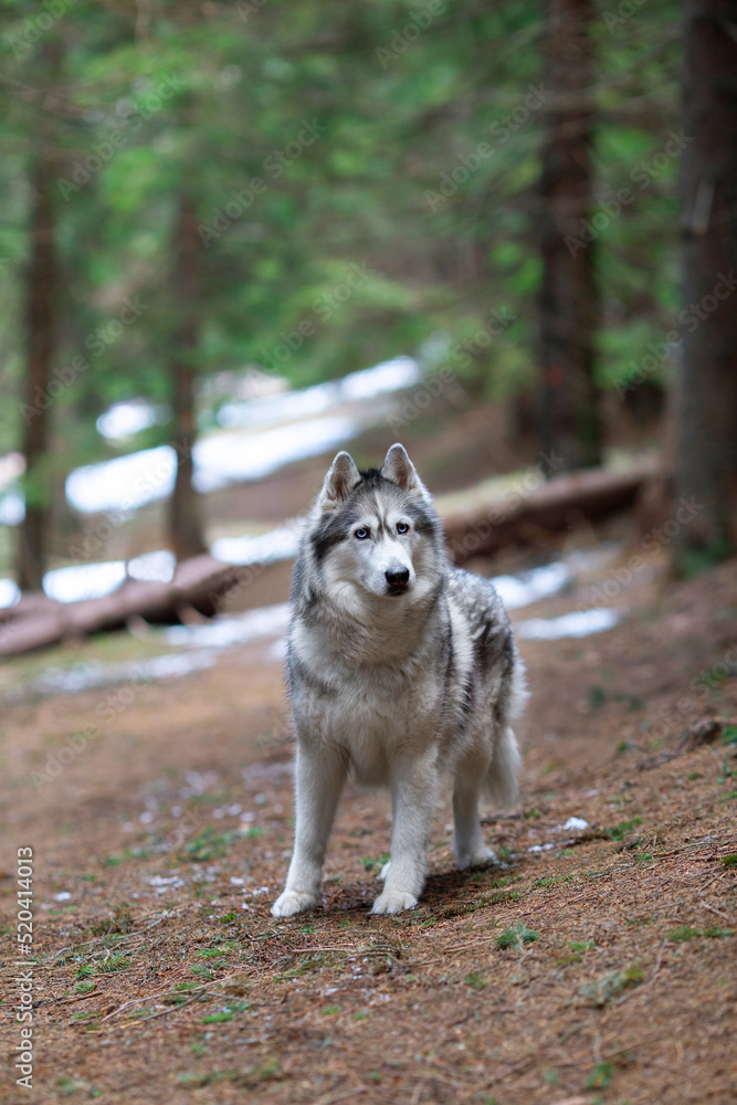 White and gray Siberian husky dog is in the forest