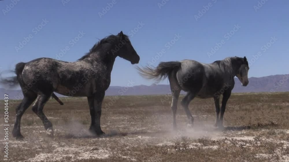 Wild Horses in the Utah Desert Wild Horses in the Utah Desert