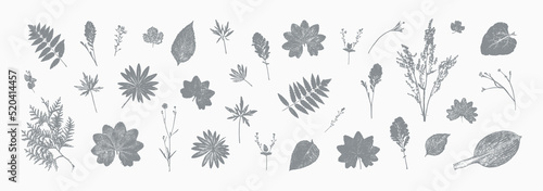 Fototapeta Naklejka Na Ścianę i Meble -  Vector Set of Natural Wildflowers and Herbs Print. Grass Leaf Silhouettes. Stamp Leaves. Textured Summer Meadow Plants Imprint. Great for vintage floral design.