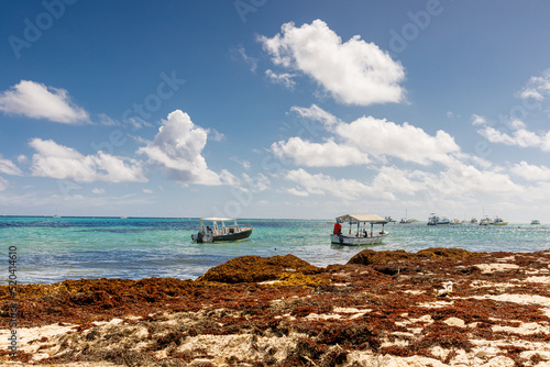 Beach full of sargassum algae. Sargassum seaweeds Caribbean ecological problem. photo