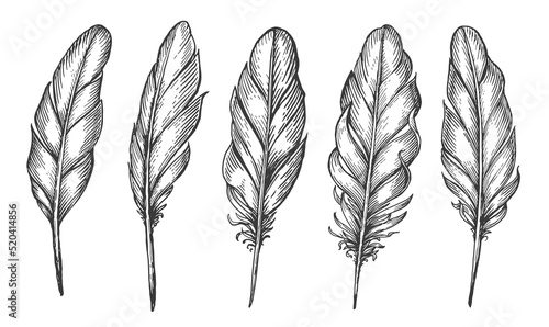 Set bird feathers isolated. Hand drawn bird plumage and quill. Sketch vector illustration in vintage engraving style