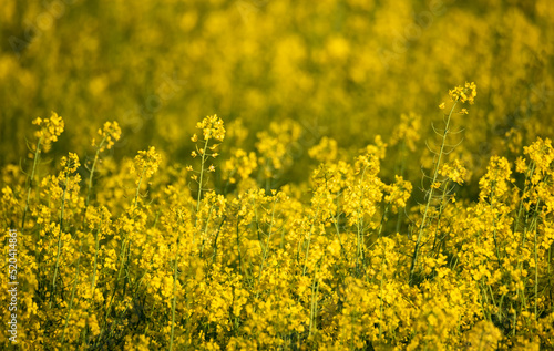 Rapeseed blooming in the field. Yellow rape flowers close-up. Growing plants for the production of oil. © PhotoRK