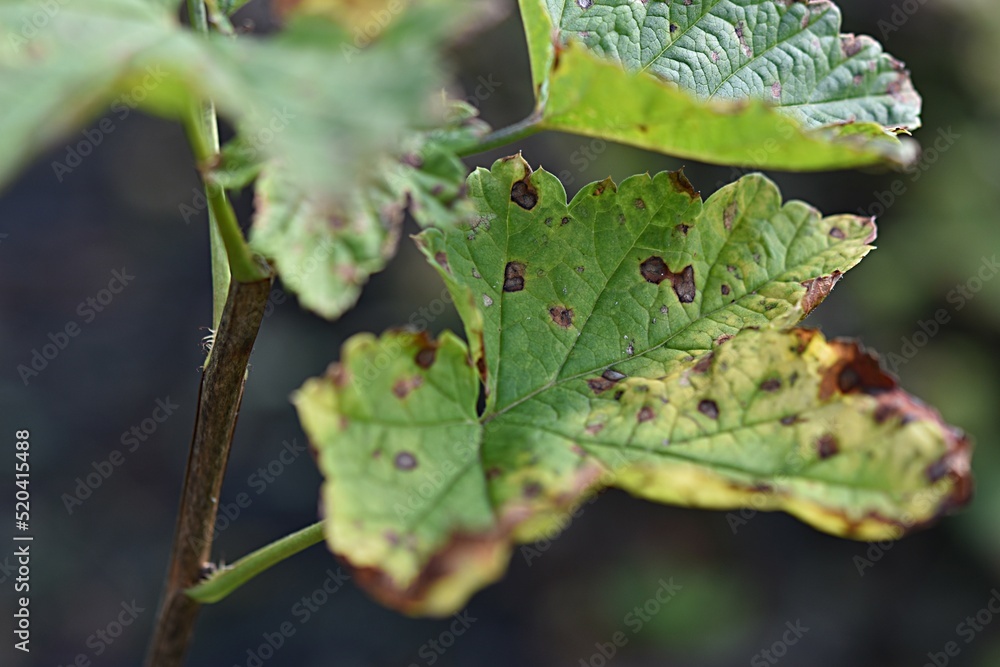 diseased currant leaf close-up. Gardening. Garden pest control diseased currant leaf close-up. Gardening. Garden pest control