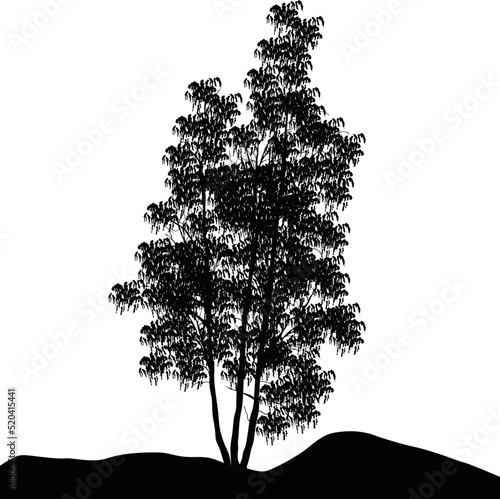 Canvas Print spring birch tree sketch isolated on white