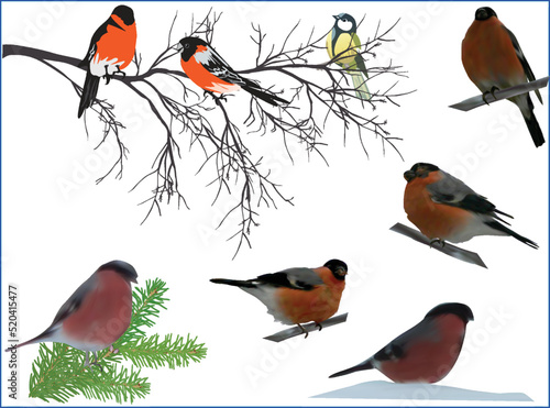 seven bullfinches isolated on white background