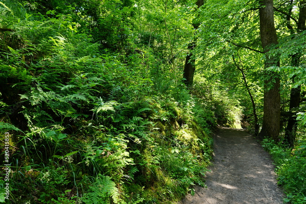 path in the forest path in the forest