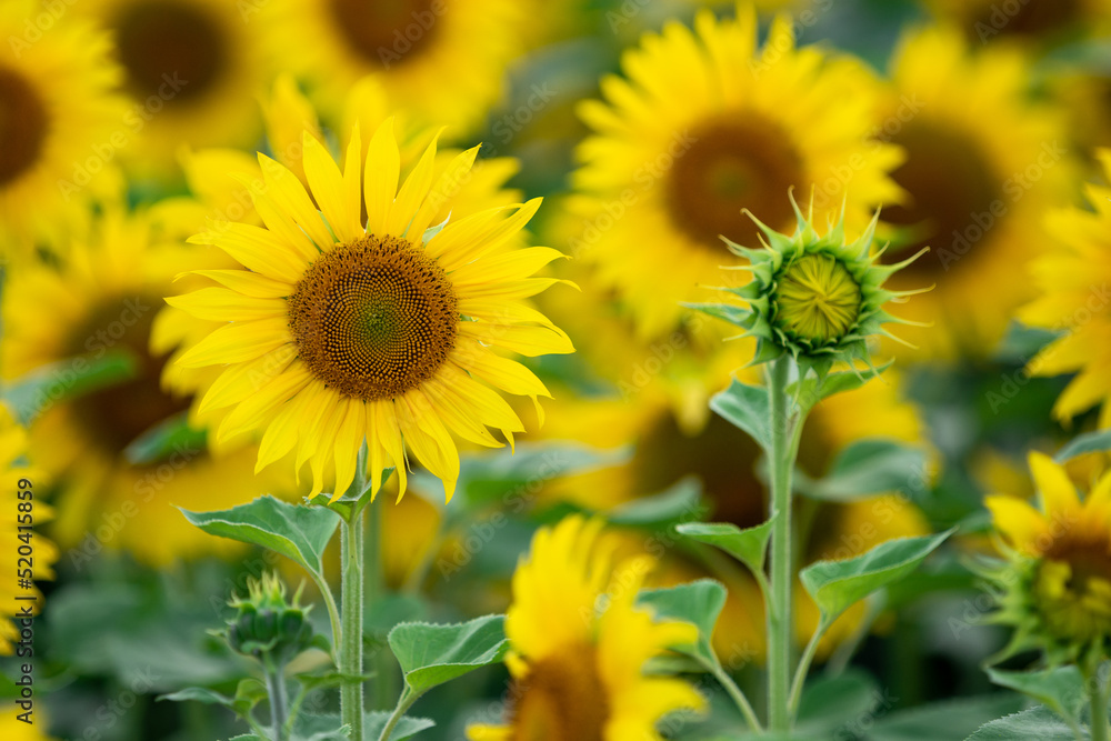 Fototapeta premium Young closed sunflower head on field background