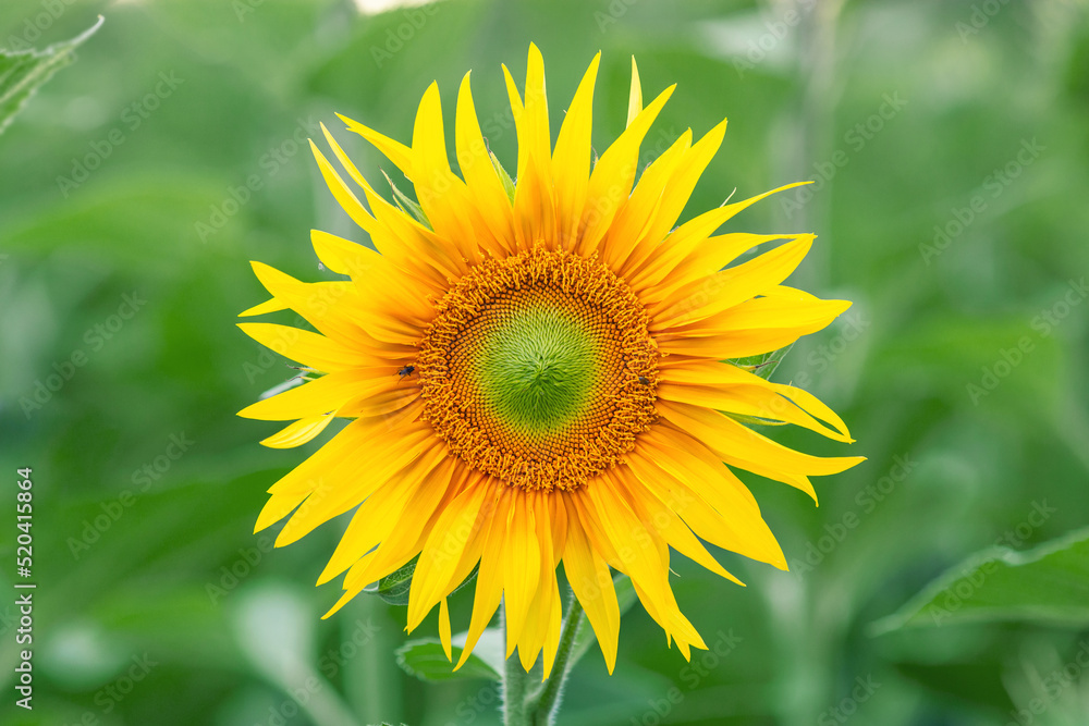 Yellow sunflower head on sunflower field