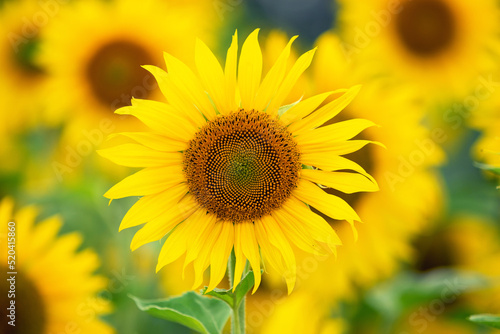 Yellow sunflower head on sunflower field