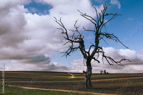 Lonely dead tree, Hangman's Tree in Suloszowa, Poland