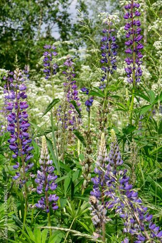 Meadow with blooming purple lupine flowers  wildflowers background