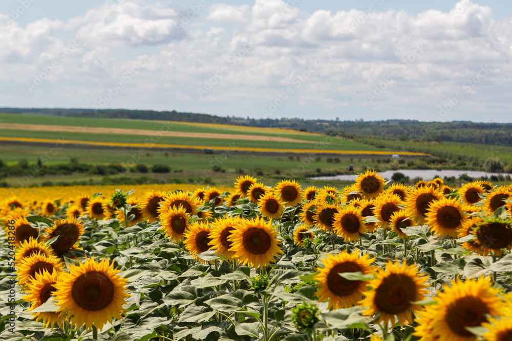 Moldavian landscape with sunflower field, lake and hills.