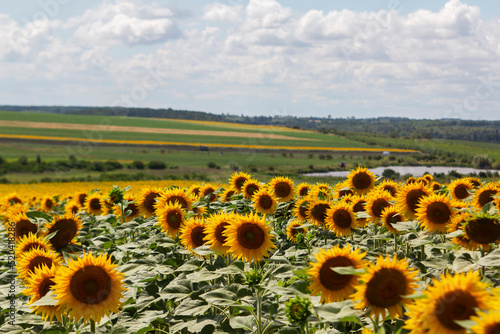 Obraz na płótnie Moldavian landscape with sunflower field, lake and hills. w salonie