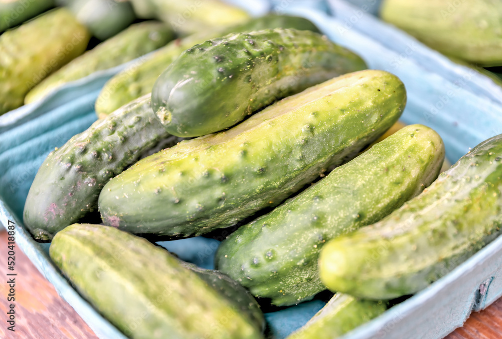 Cucumbers for pickling on display at a farmer's market in rural Alberta Cucumbers for pickling on display at a farmer's market in rural Alberta