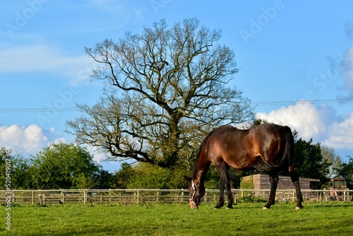 A bay horse in the field on a farm in spring, England, UK