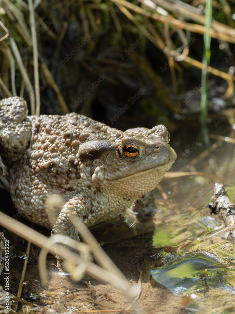 Fototapeta premium Toad resting in water.