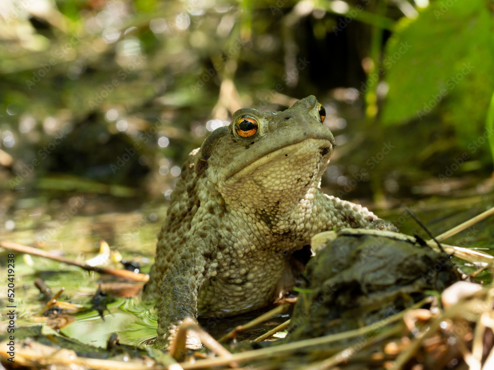 Obraz premium Toad on the ground.