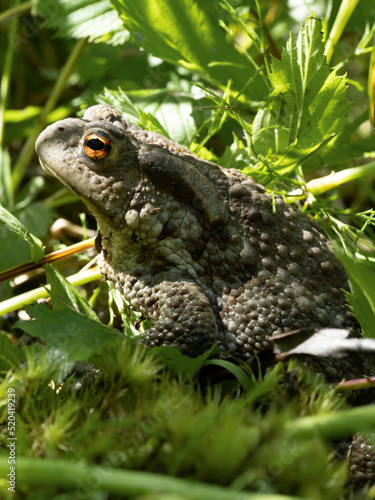 Toad resting.