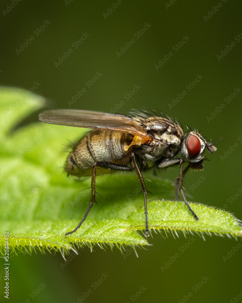 Fly on a leaf. Fly on a leaf.