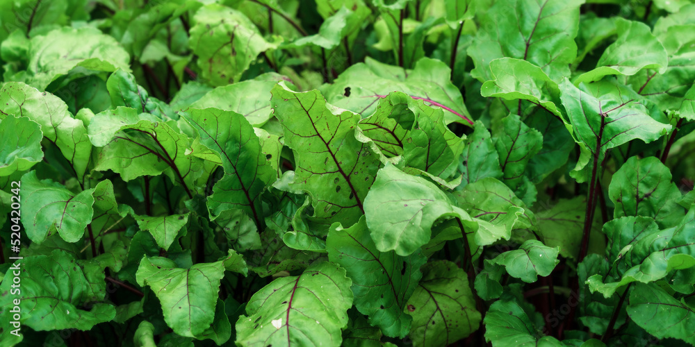 Organic green red young beetroot leaves growing on garden bed. Beet is herbaceous plant widely cultivated as source of food for humans and livestock. Organic green red young beetroot leaves growing on garden bed. Beet is herbaceous plant widely cultivated as source of food for humans and livestock.
