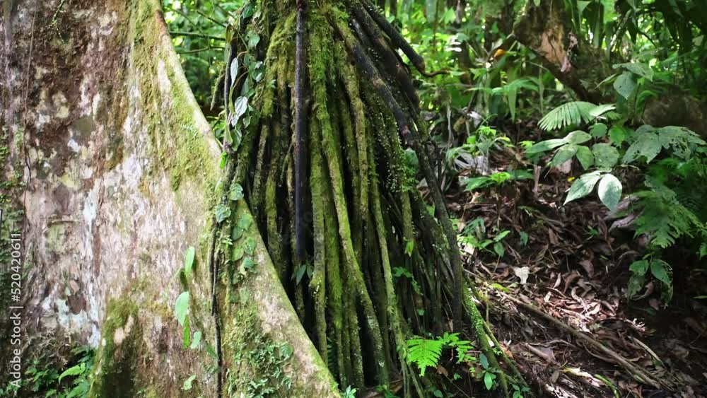 Costa Rica Tropical Rainforest Close Up Jungle Detail of Tree Roots, Plants and Greenery at Arenal Volcano National Park Mistico Hanging Bridges, Central America Costa Rica Tropical Rainforest Close Up Jungle Detail of Tree Roots, Plants and Greenery at Arenal Volcano National Park Mistico Hanging Bridges, Central America
