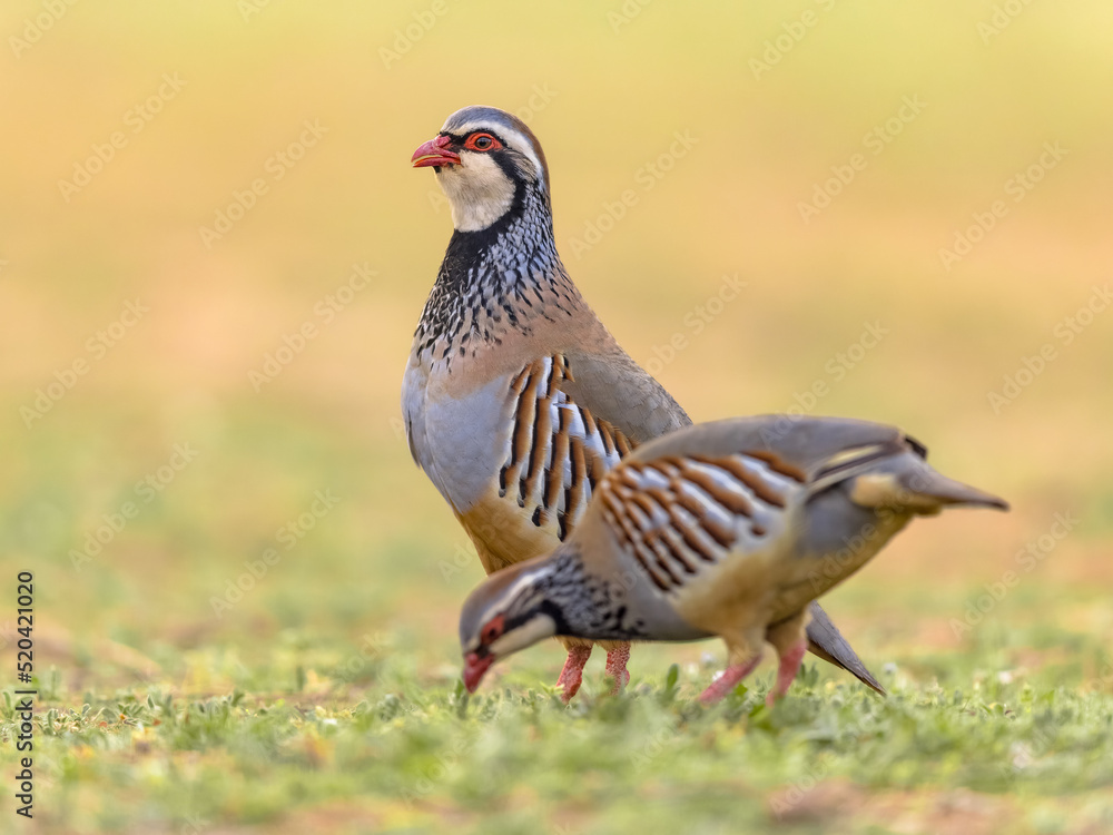 Fototapeta premium Couple Red Legged Partridge Standing Guard